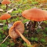 Veliki lak: opis i fotografija